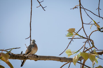 Obraz premium bird on a branch