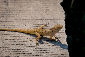 lizard on the stone