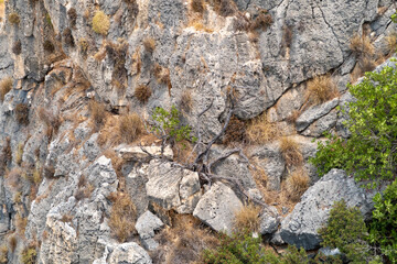 A half-withered  tree grows on a stone slope of a mountain in the national reserve - Nahal Mearot Nature Preserve, near Haifa, in northern Israel
