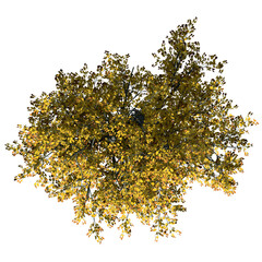 Katsura Tree – Top View