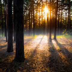 The morning sun breaks through the trees of the coniferous forest.
