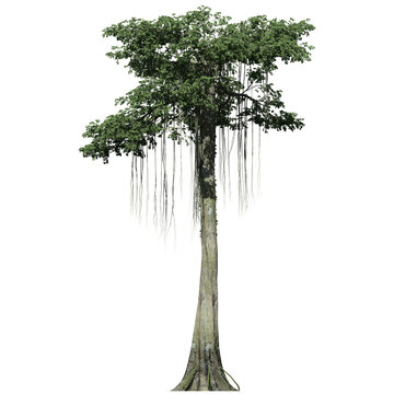 Kapok Tree &ndash; Front View