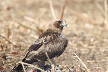 An eagle eats a pigeon in the field of corn