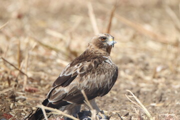 red tailed hawk