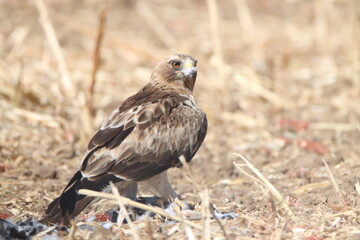 red tailed hawk