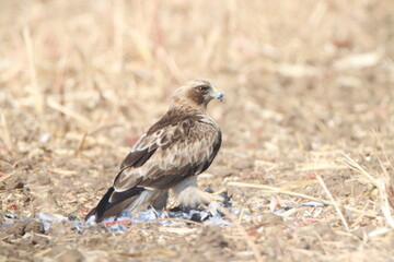 red tailed hawk