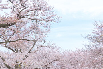 Obraz na płótnie Canvas Tree, Snow, Flower