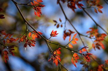 red autumn leaves