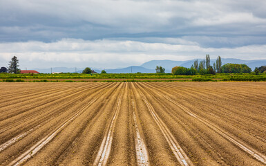 Fototapeta na wymiar Freshly planted potato field in rural. Agriculture field. Rows of plough land with planted potatoes in spring
