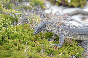 Came across a big lizard