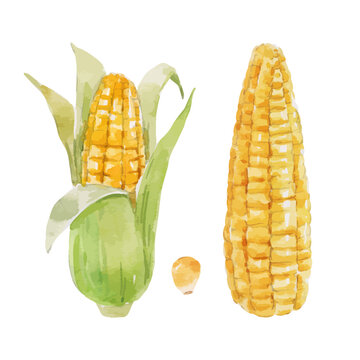 Beautiful vector stock clip art illustration with hand drawn watercolor tasty corn maize vegetable. Healthy vegan food.