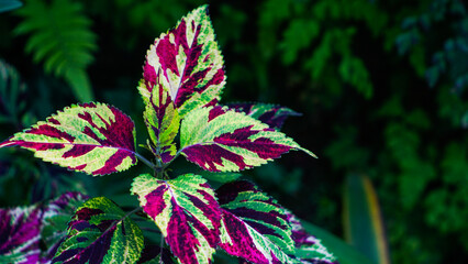 Red and green leaves of Coleus Solenostemon scutellarioides.