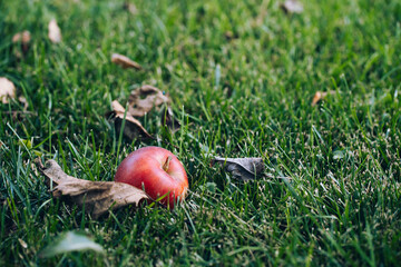 red ripe apple on green grass, space for text, top view