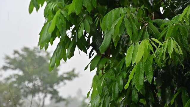 Rains drop on Mango leaf during rainy season in Thailand.
