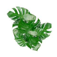 Monstera deliciosa or Swiss cheese plant on a white background.png
