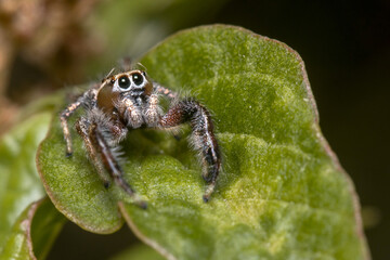 Male Thyene imperialis jumping spider walks on a plant looking for preys.