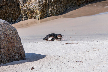 African penguin walking on the sandy beach. African penguin. Boulders colony.