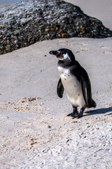 African penguin walking on the sandy beach. African penguin. Boulders colony.
