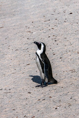 Fototapeta premium African penguin walking on the sandy beach. African penguin. Boulders colony.