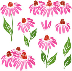 Echinacea flowers icons collection. - obrazy, fototapety, plakaty