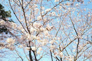 満開の桜と青空を見上げて