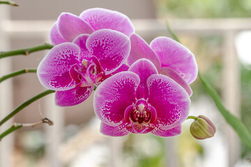 Closed up of Moth Orchid or moon orchids that are blooming in a combination of purple, pink and white