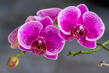 Closed up of Moth Orchid or moon orchids that are flowering in a combination of purple, pink and white