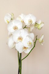 Blossoming white phalaenopsis orchid against pastel neutral colored background, vertical format