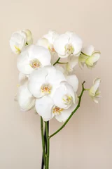 Deurstickers Blossoming white phalaenopsis orchid against pastel neutral colored background, vertical format © Freelancer