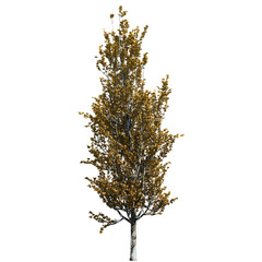 Obraz premium Lombardy Poplar Tree – Front View