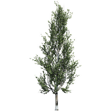 Lombardy Poplar Tree – Front View