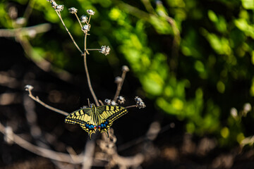 butterfly on a dry flower	
