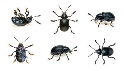 Group of blue milkweed beetle isolated on white background. View from the bottom. Insect. Animals.