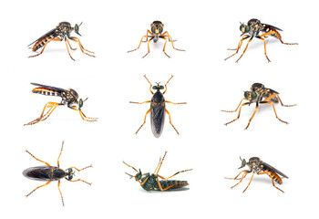 Group of the asilidae are the robber fly family, also called assassin flies on white background....