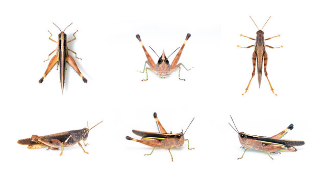 Group of white-banded grasshopper(stenocatantops splendens) isolated on white background. insect. Brown grasshopper.