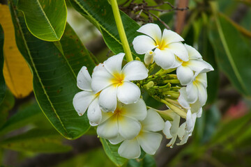 Obraz na płótnie Canvas White Frangipani flower Plumeria alba with green leaves