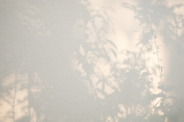 Abstract natural tree leaves shadow on white wall background