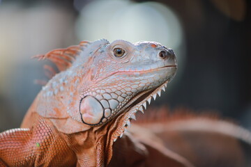 iguana on a tree