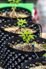 cannabis green plant for medicine