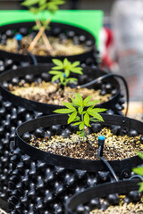 cannabis green plant for medicine