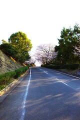 坂道と桜
