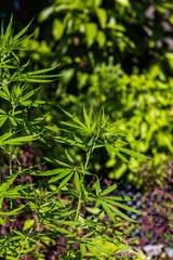 green marijuana health plant in farm