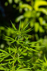 green marijuana health plant in farm