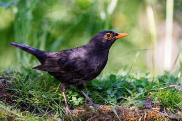 Obraz premium Common blackbird (Turdus merula) sitting at a pond in spring.