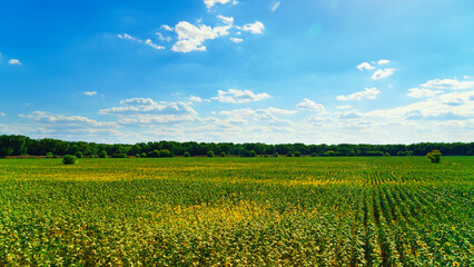 Fototapeta na wymiar sunflower agriculture field and blue sky, beautiful nature, summer landscape and bright sun