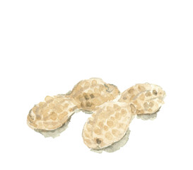 水彩で描いた落花生のイラスト 影付き 白バック