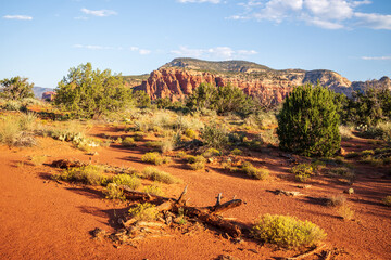 red rocks in sedona with dry wood and sunlight