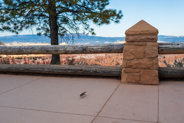 hörnchen springt über den weg