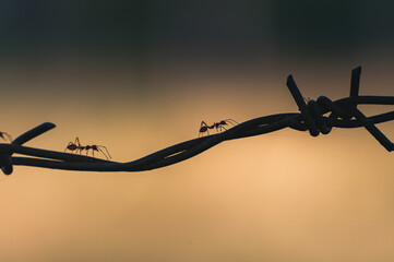 ant walk on the wire fence