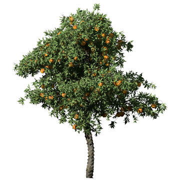 Orange Tree – Front View